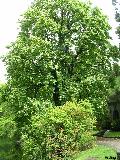 Baumann Common Horsechestnut / Aesculus hippocastanum 